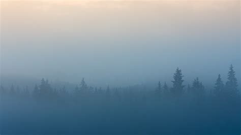 Misty Forest Bodog